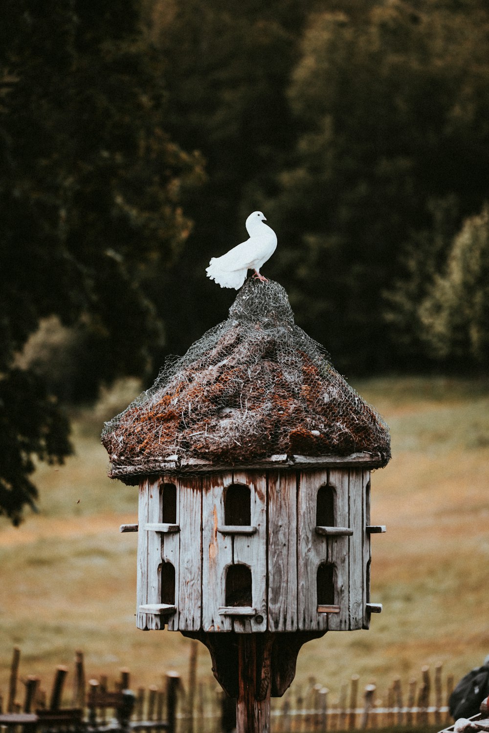pássaro branco voando sobre a casa do pássaro de madeira marrom durante o dia