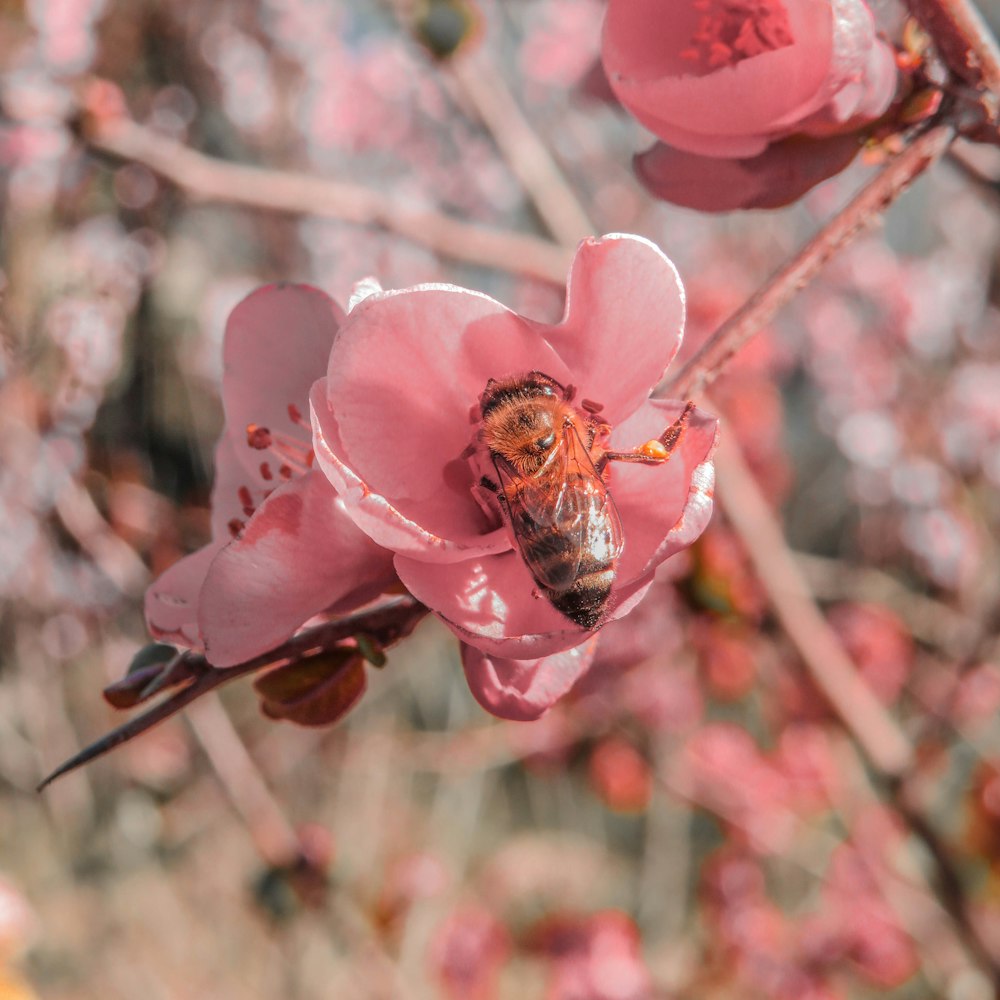 brown and black bee on pink flower during daytime