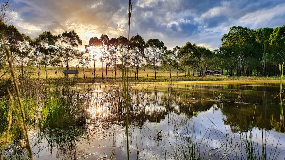 green grass field near body of water during sunset