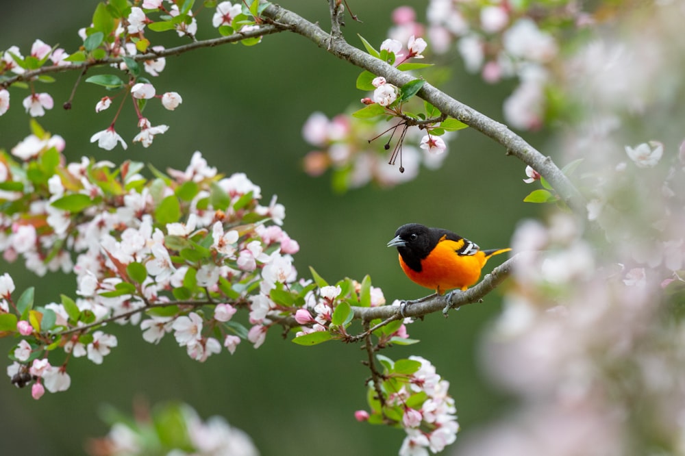 pájaro naranja y negro en flor rosa