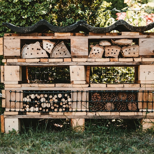 black berries on brown wooden crate