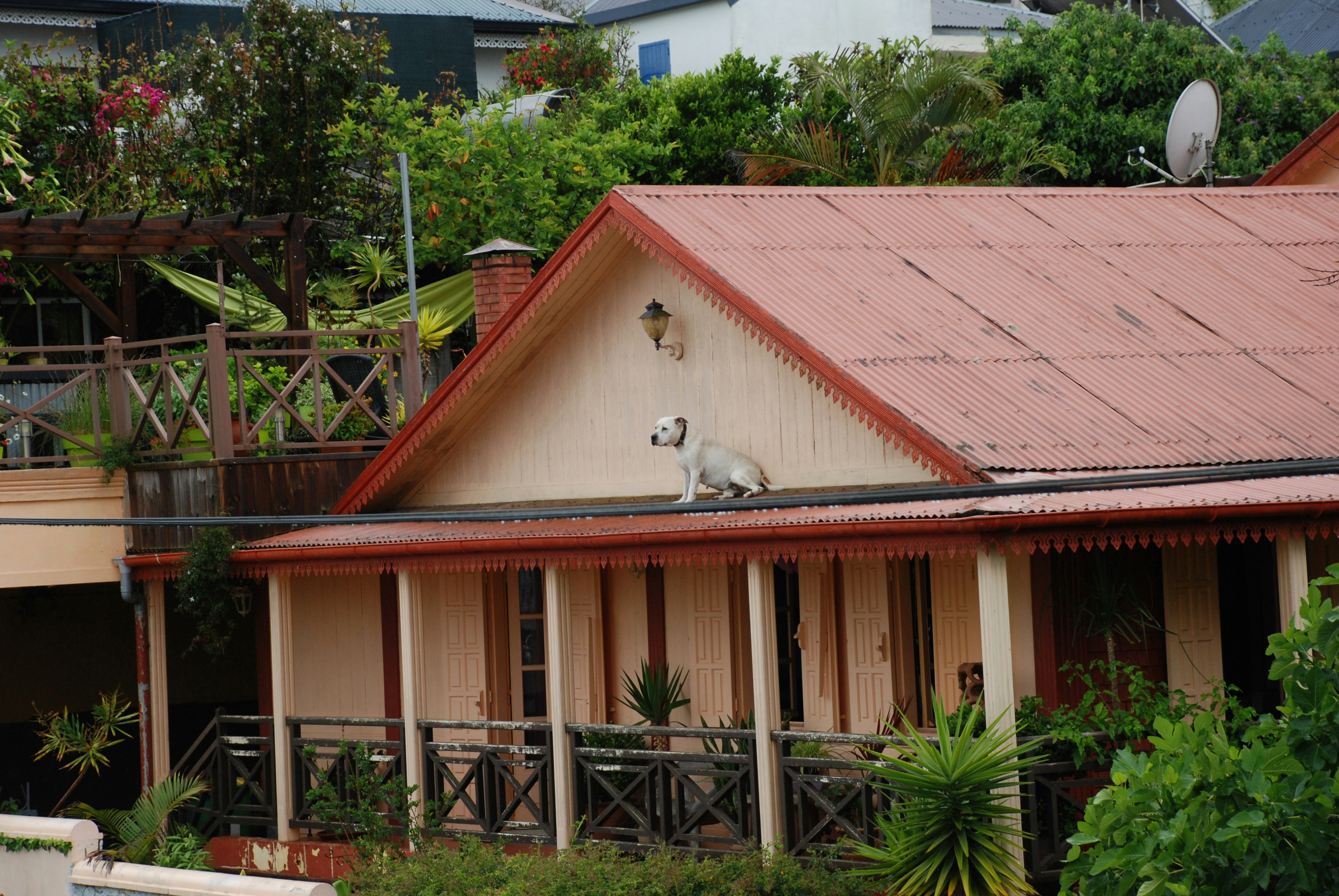Sydney tradesperson checking Google Local Service Ads leads on mobile phone