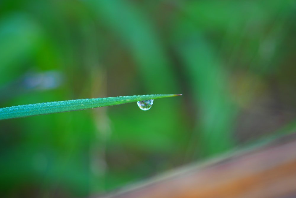 water dew on green leaf