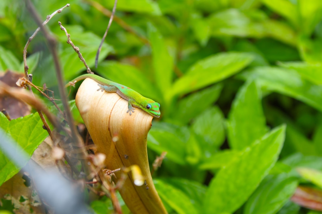 green lizard on brown wooden branch