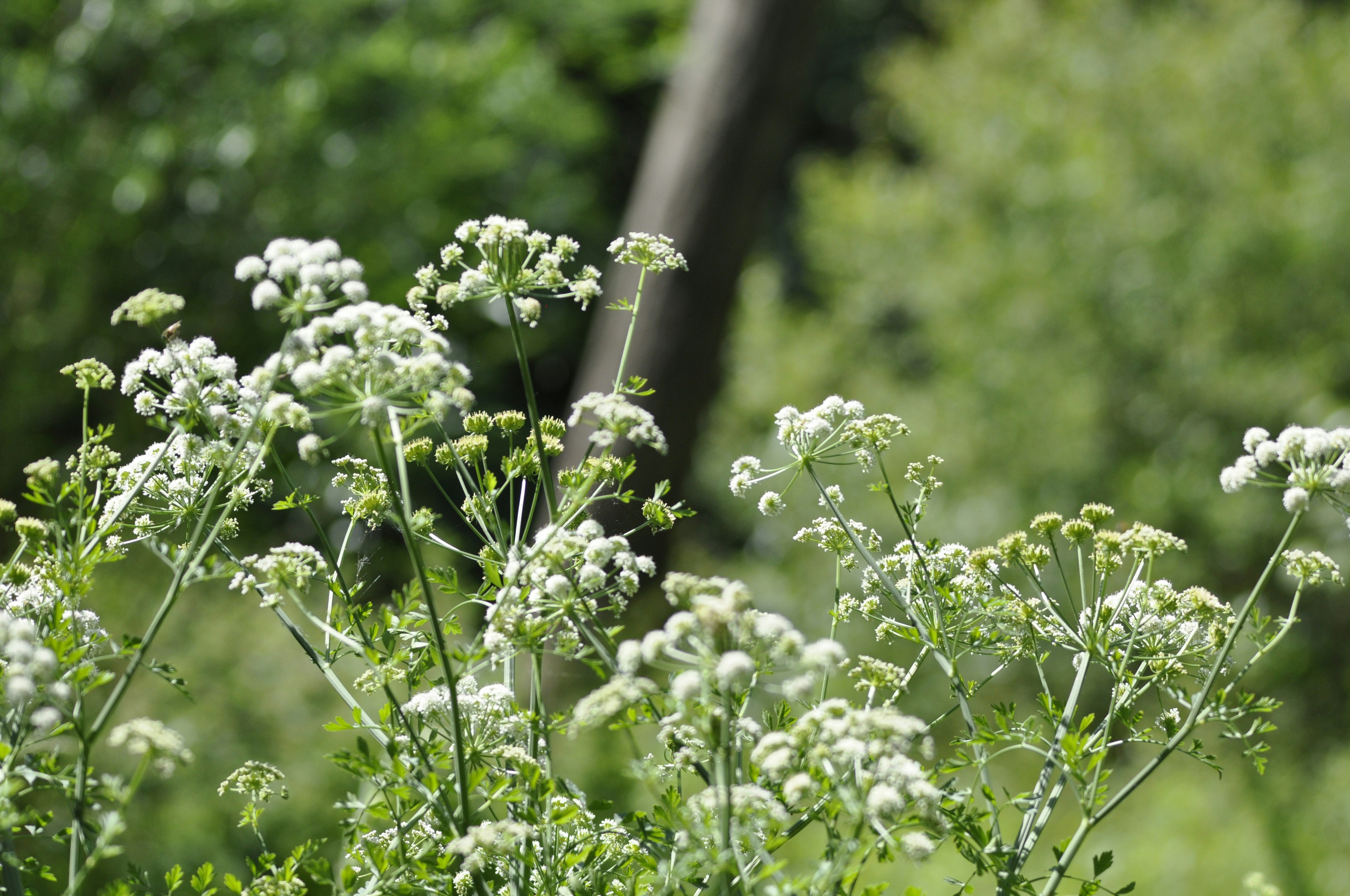 Photo by simonmharmer