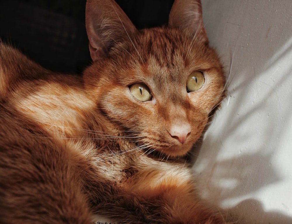 gato marrón acostado sobre tela blanca