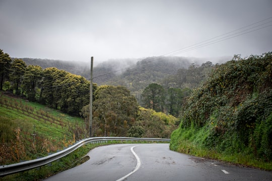 gray concrete road between green trees during daytime in Montacute Road Australia