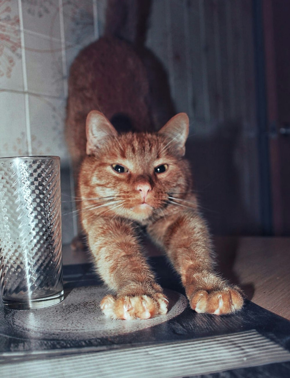 orange tabby cat on brown wooden table