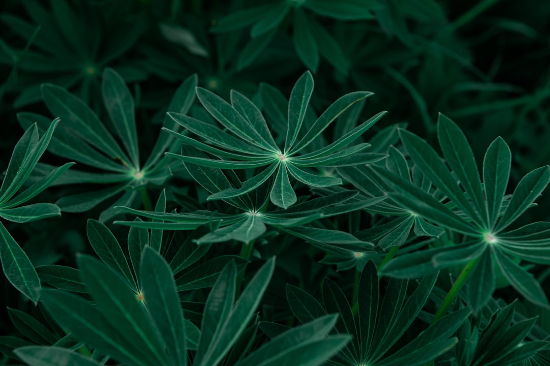 green plant in close up photography