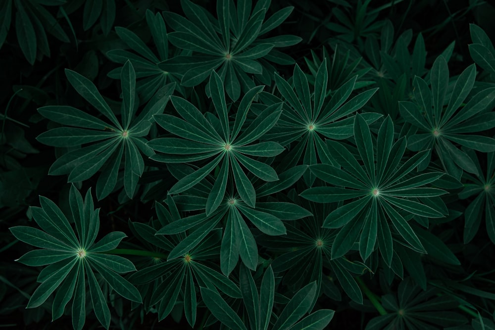 green leaves in close up photography