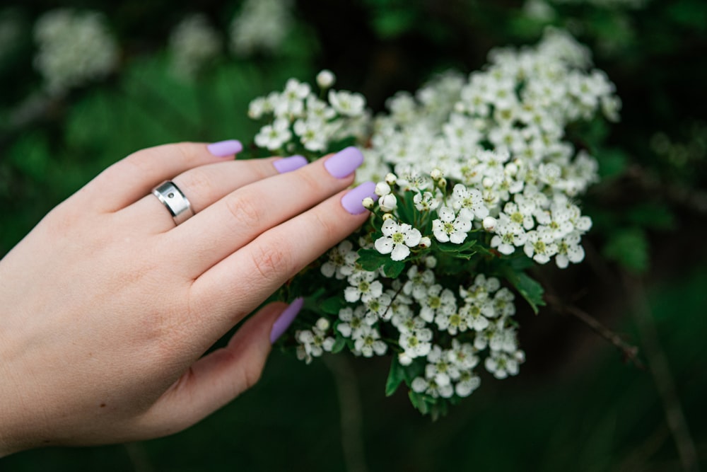 person holding white and purple flower