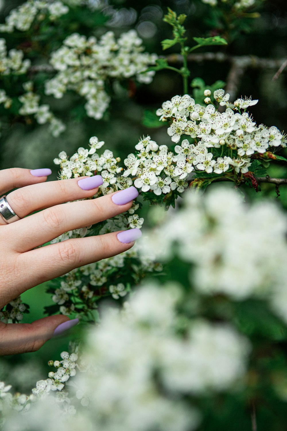 person holding white flower during daytime