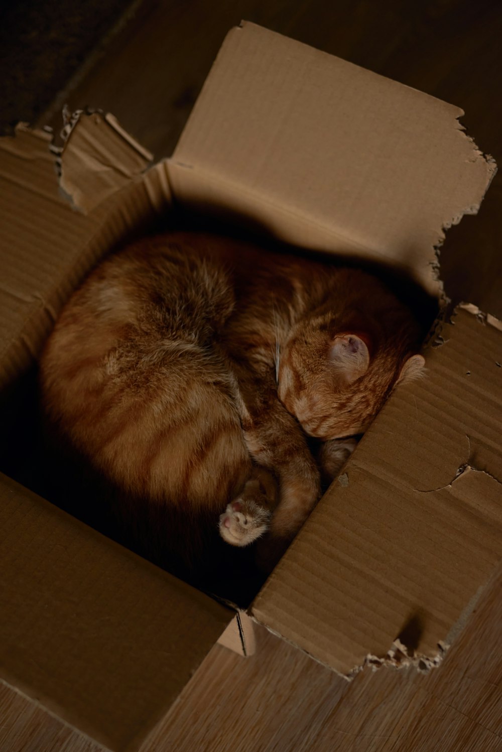 brown tabby cat in brown cardboard box