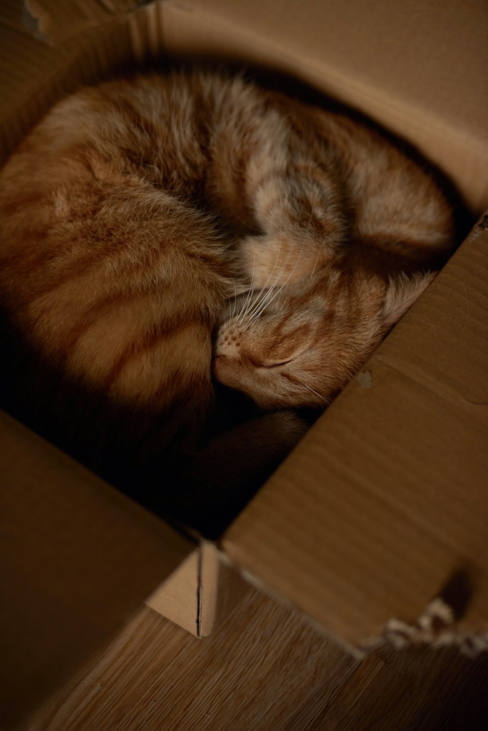 茶色の段ボール箱に入ったオレンジ色のぶち猫