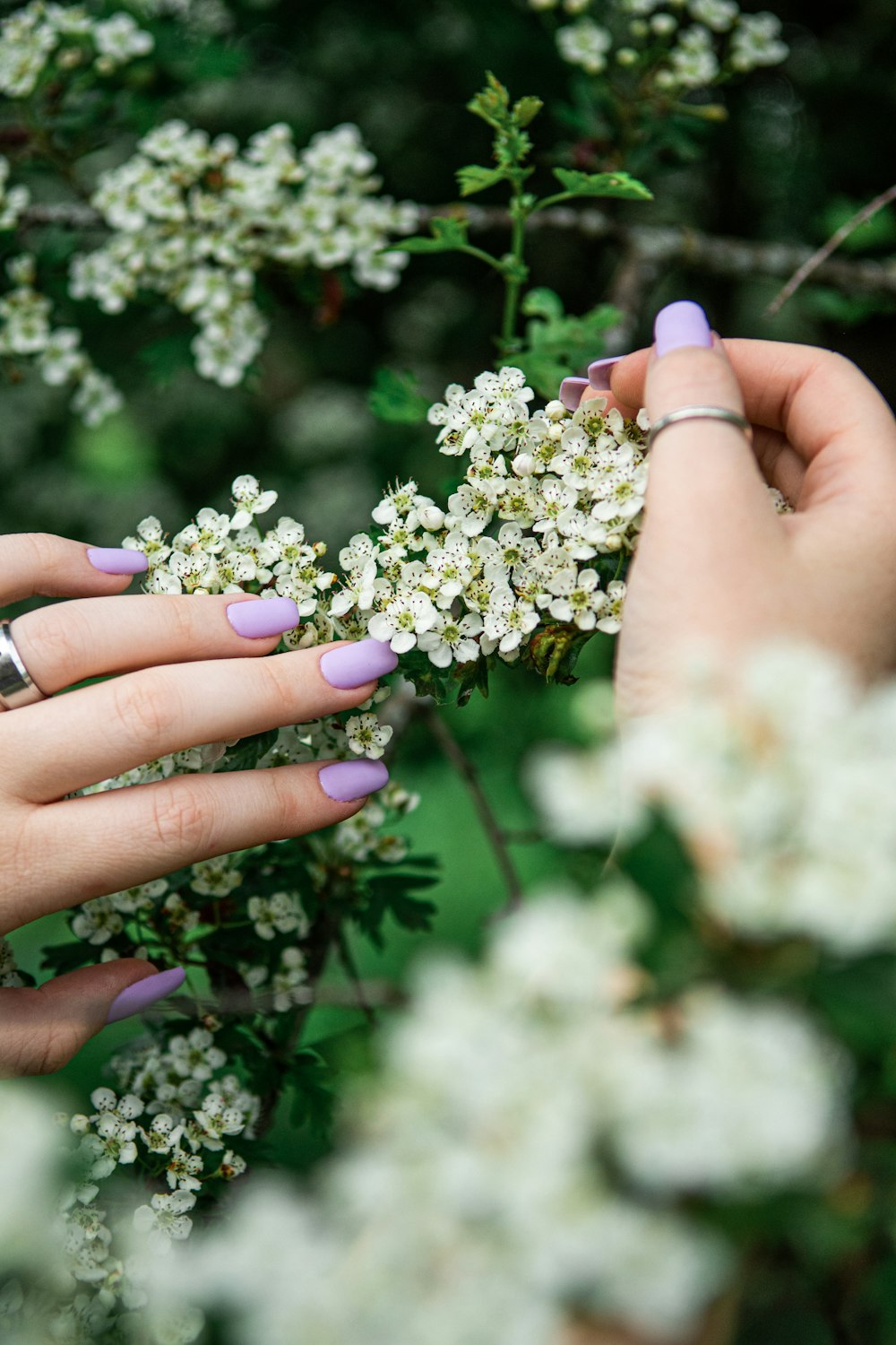 person holding white and yellow flowers