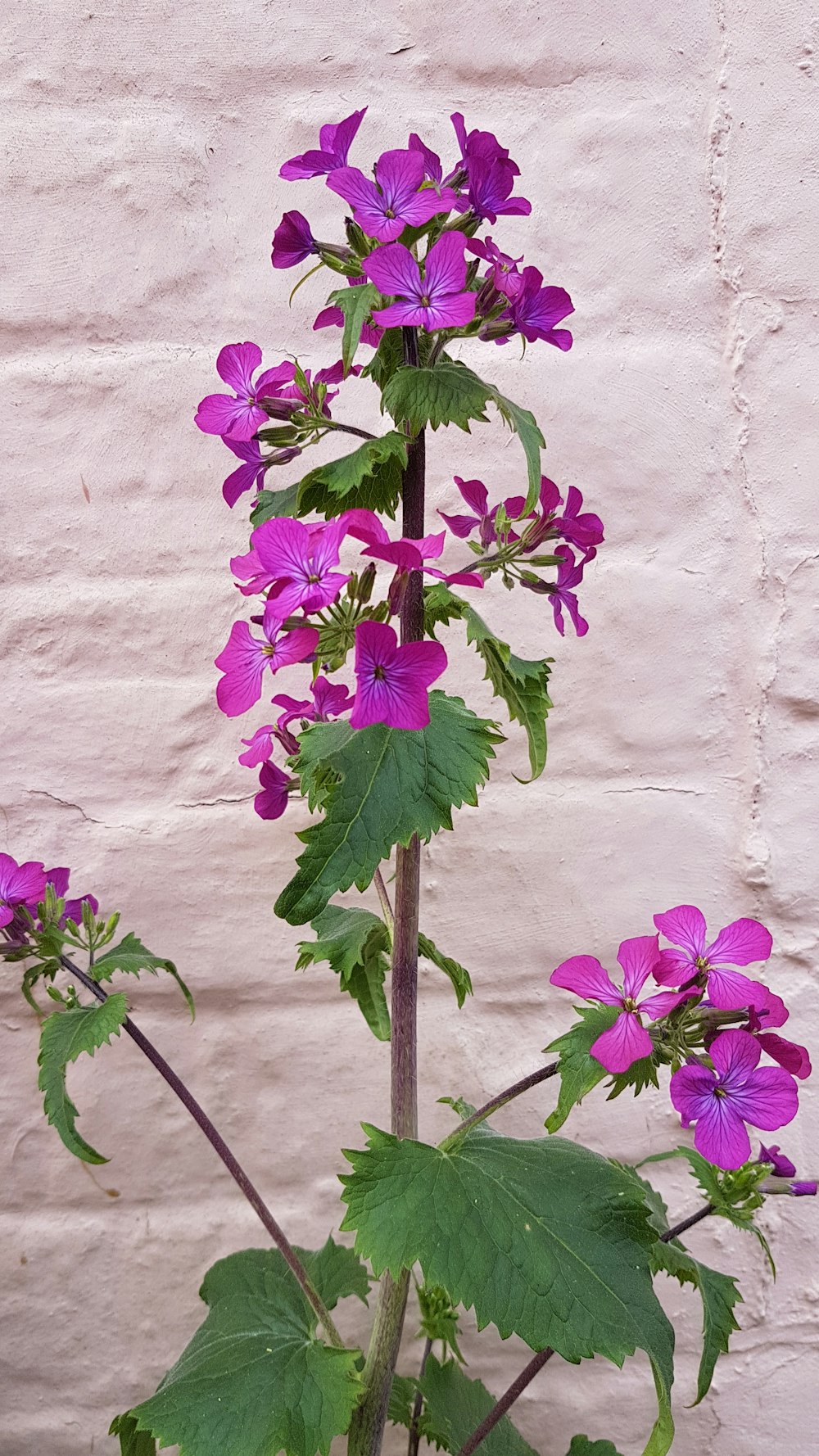 purple flowers on white concrete wall