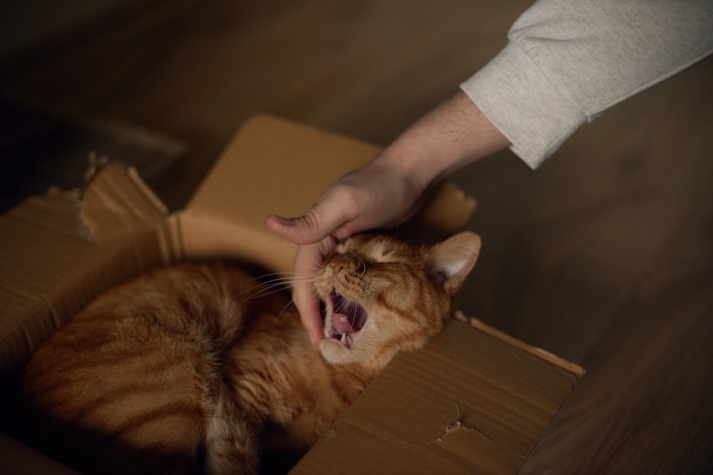 orange tabby cat on brown cardboard box