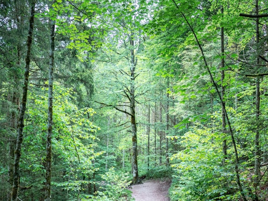 green trees on the side of the road in Almsee Austria