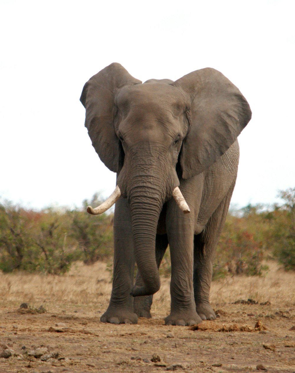 elephant walking on brown grass field during daytime