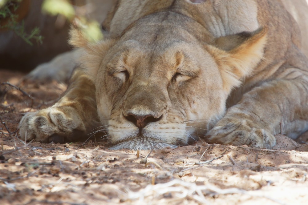 brown lioness lying on ground during daytime