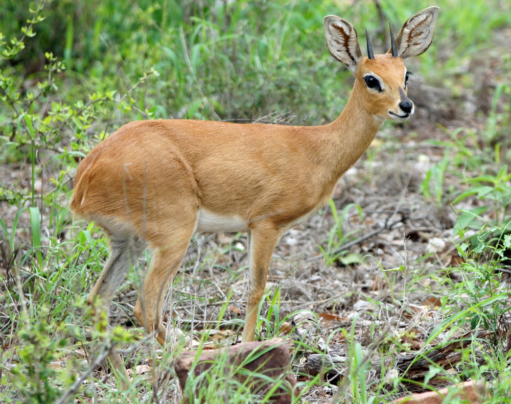 brown deer on green grass during daytime