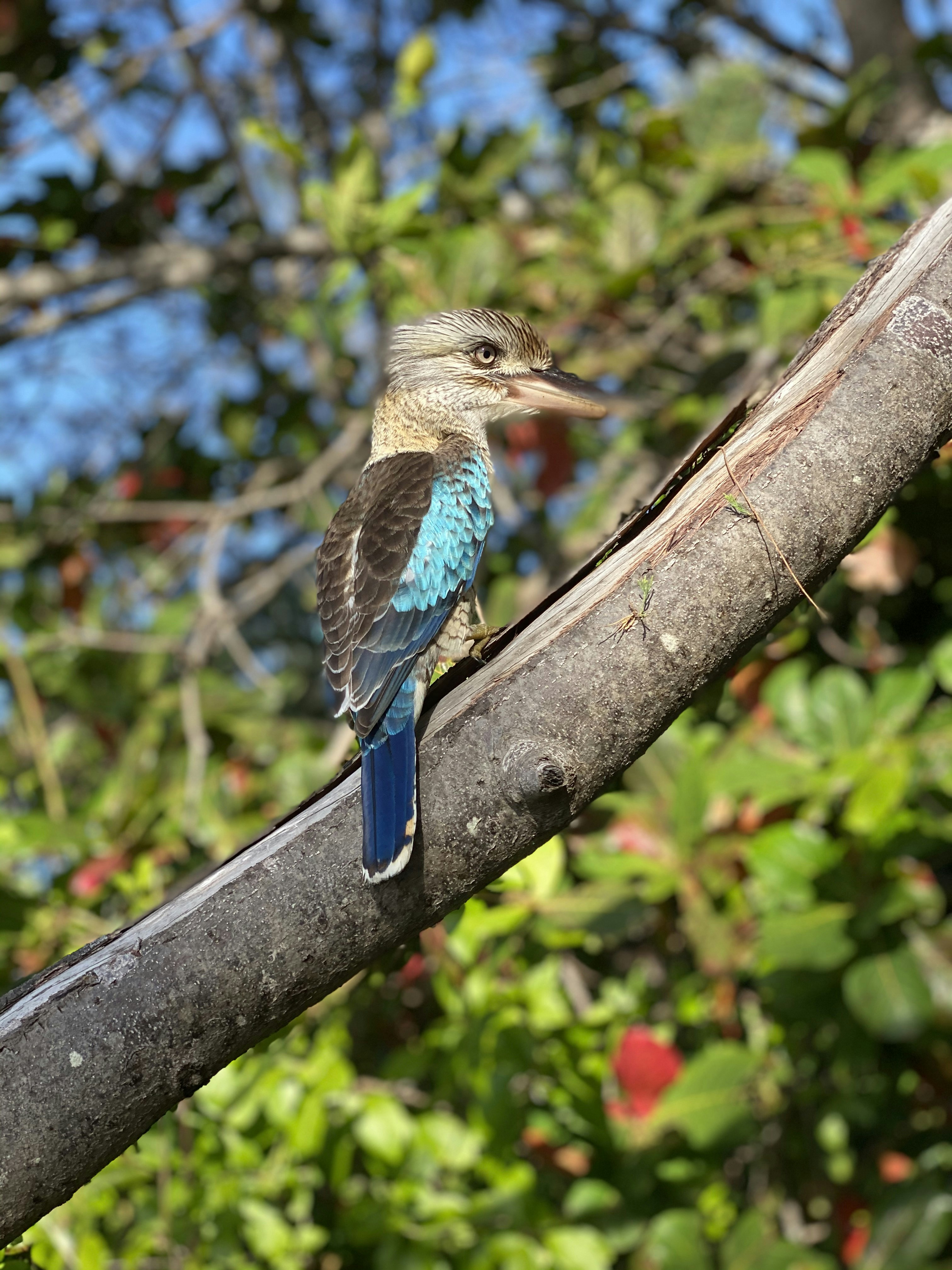 pássaro marrom e azul no galho marrom da árvore durante o dia