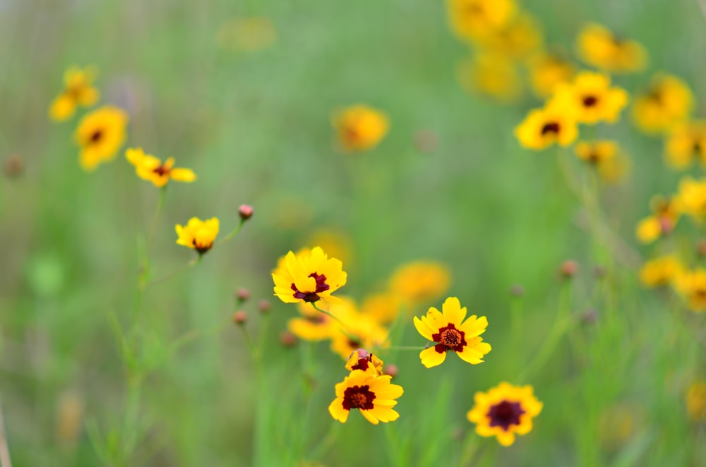 yellow flowers in tilt shift lens