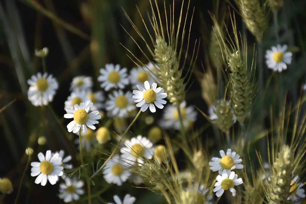 white and yellow flowers in tilt shift lens