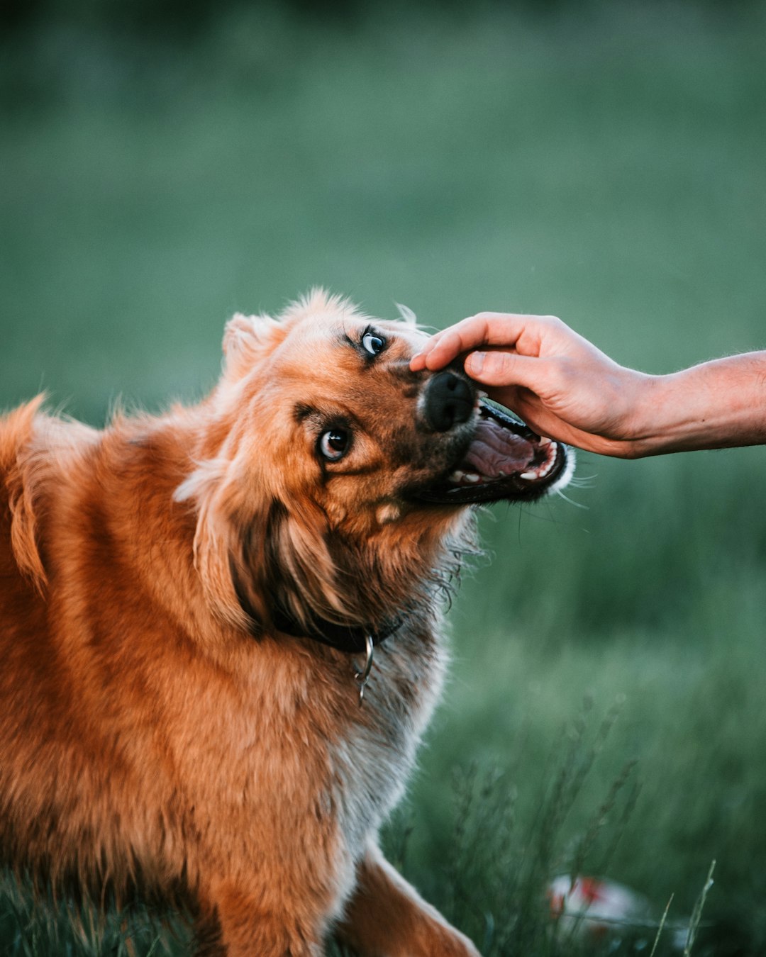 person petting brown short coated dog