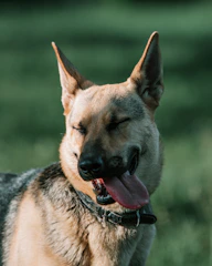 A gentle grey shepherd dog resting peacefully in a sunny sanctuary garden.