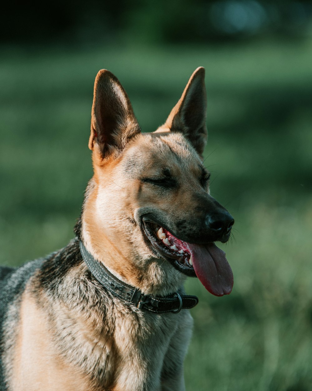 black and tan german shepherd