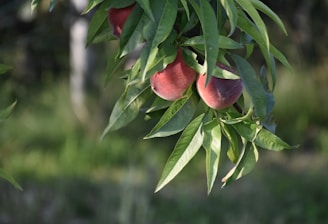 Close-up of ripe peaches hanging from the tree.
