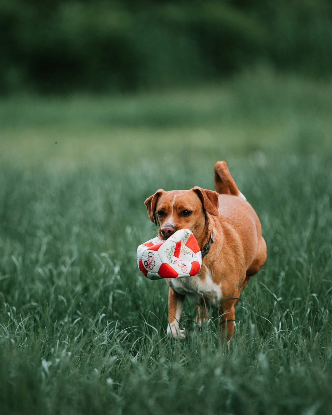 brown short coated dog playing with white and black soccer ball on green grass field during