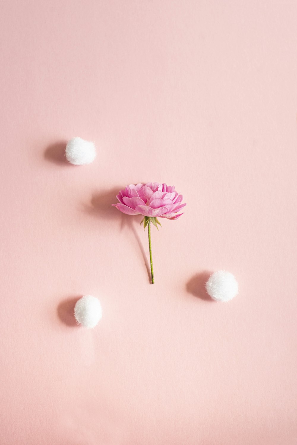 pink and white flower on pink surface