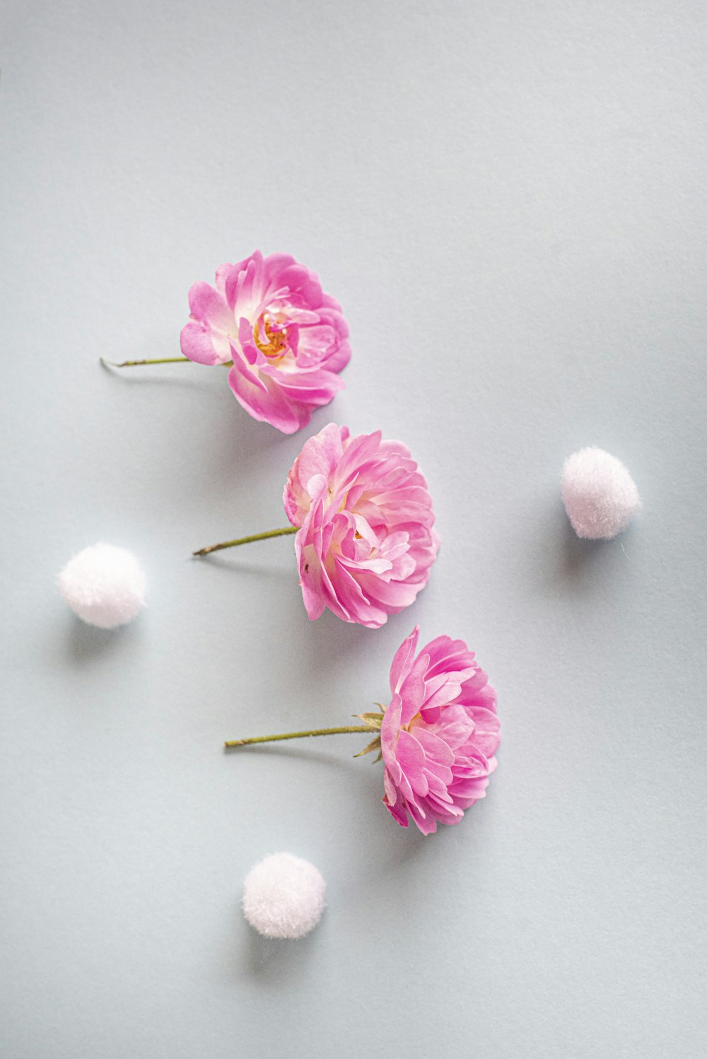 pink rose on white surface