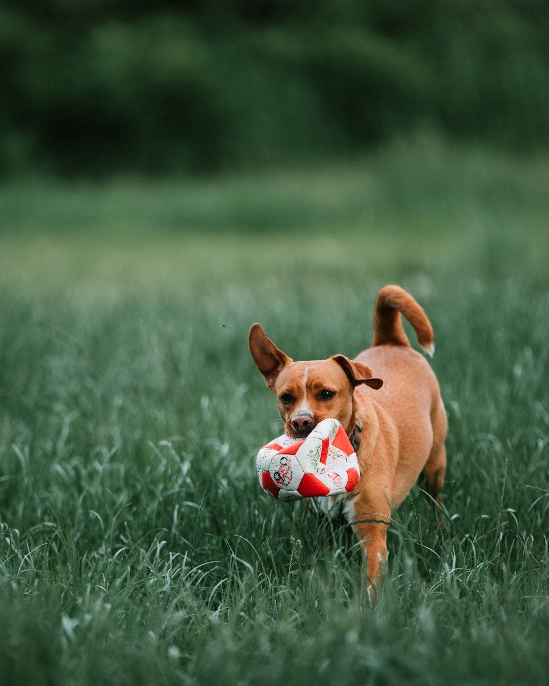 brown short coated dog playing with white and black soccer ball on green grass field during