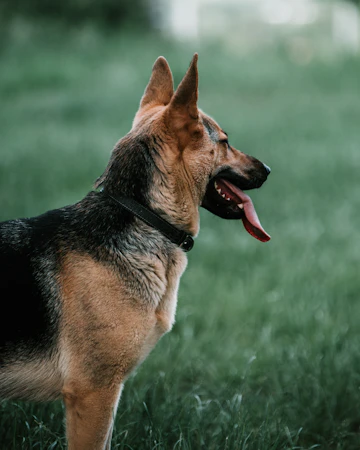 Dog out walking with its owner
