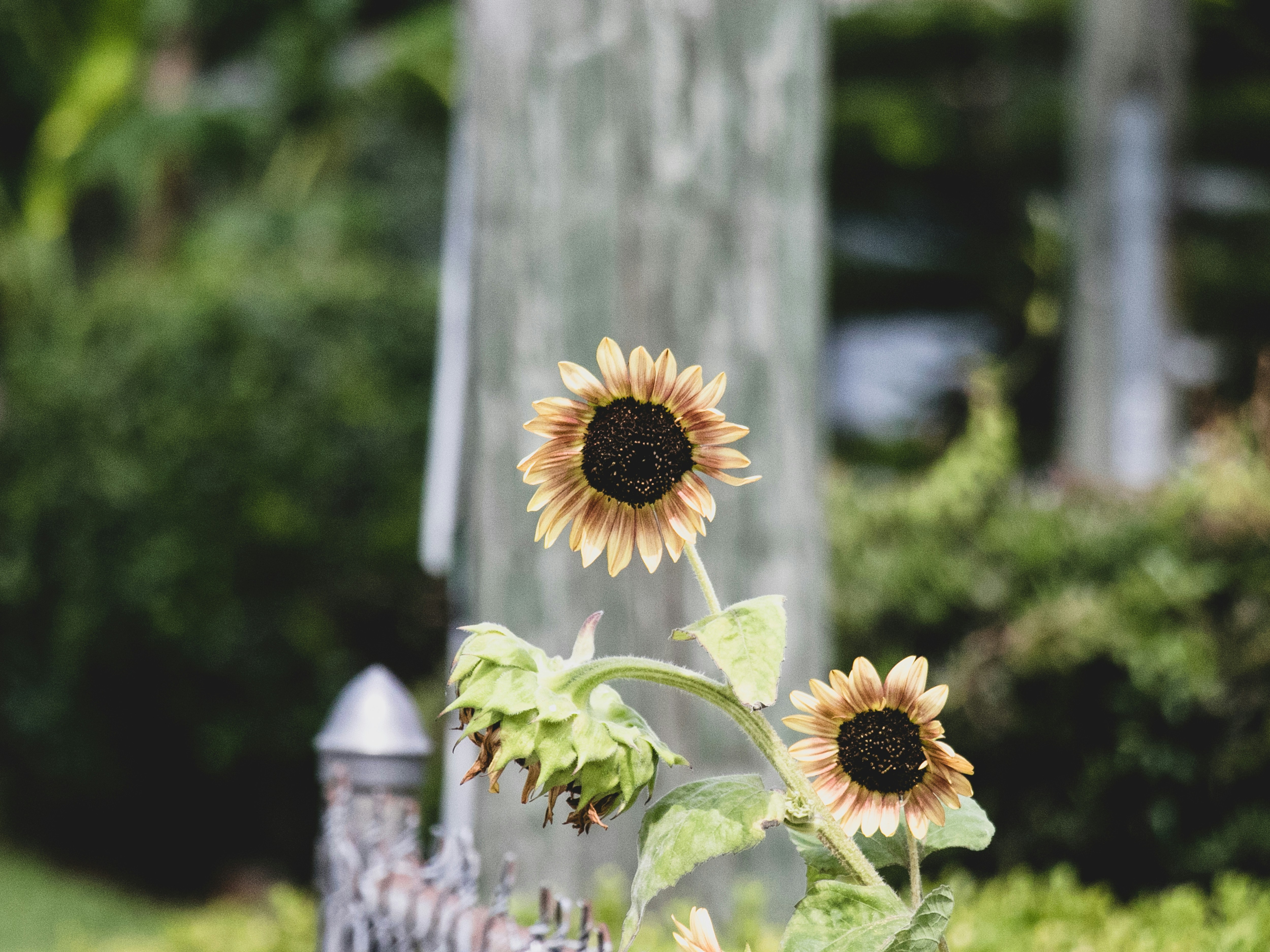 Sunflower on fence