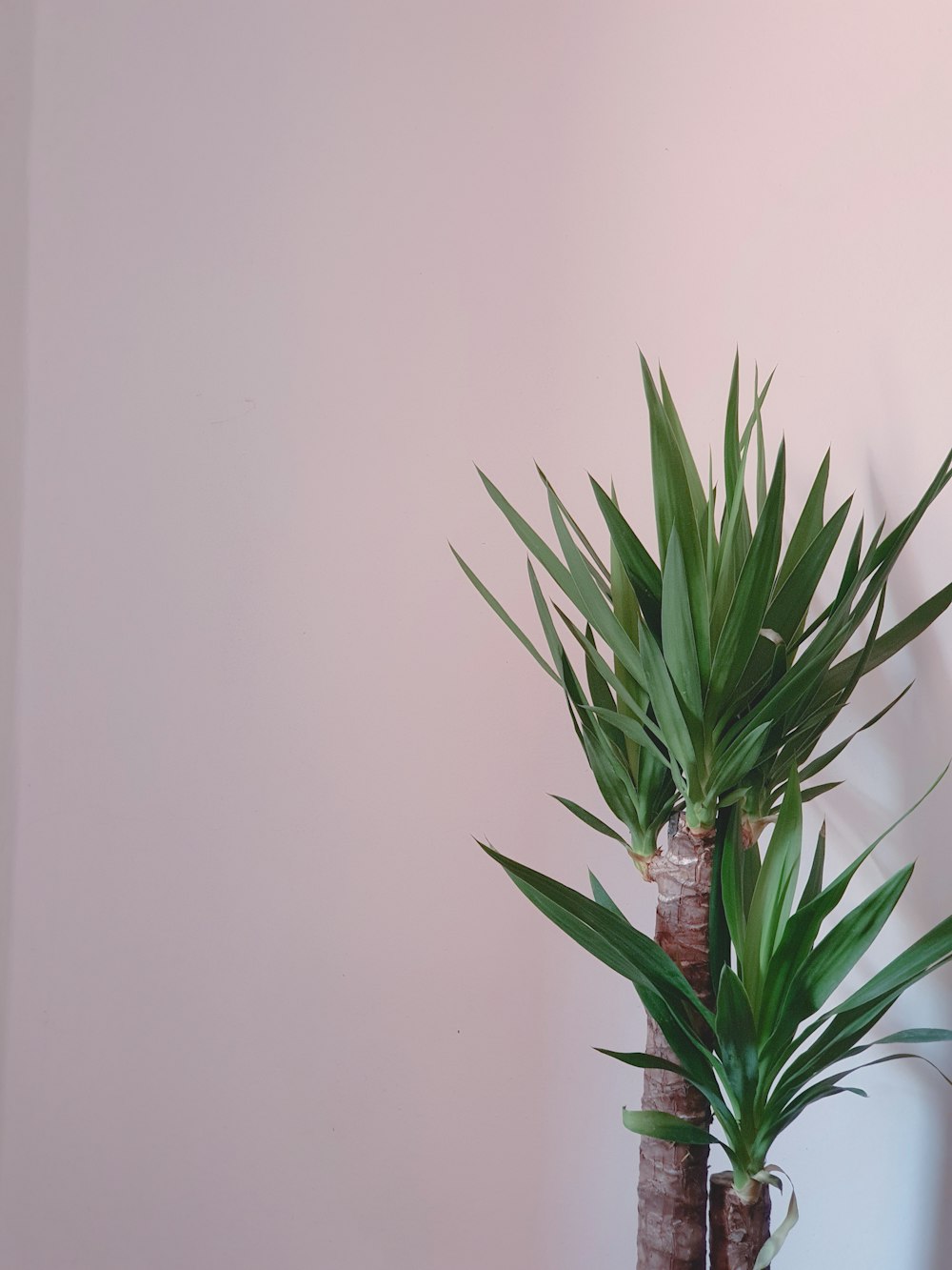 green plant on white ceramic vase