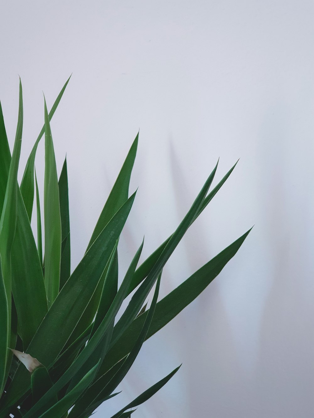 green plant beside white wall