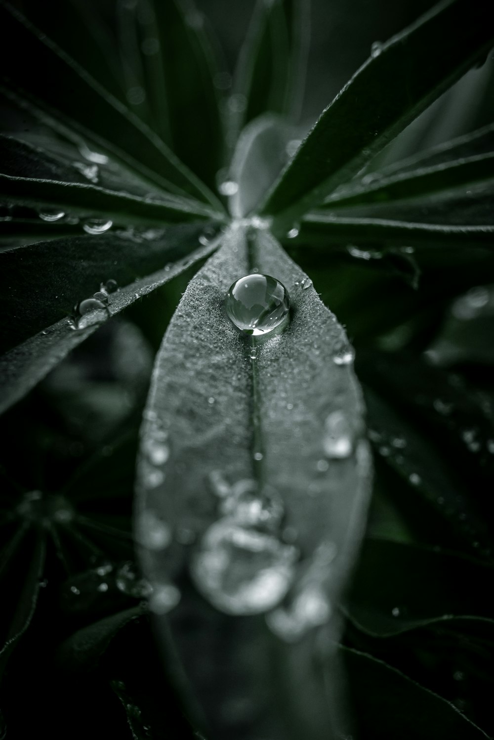 rosée d’eau sur feuille verte