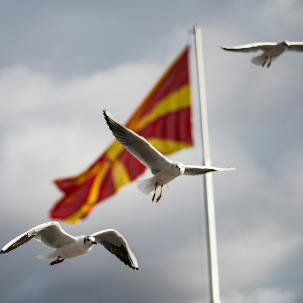 white bird flying over flag of united states of america during daytime