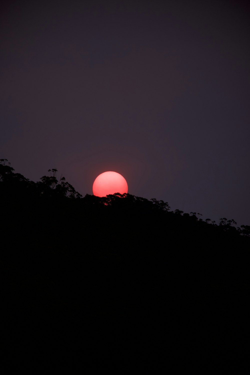 silhouette of trees during sunset