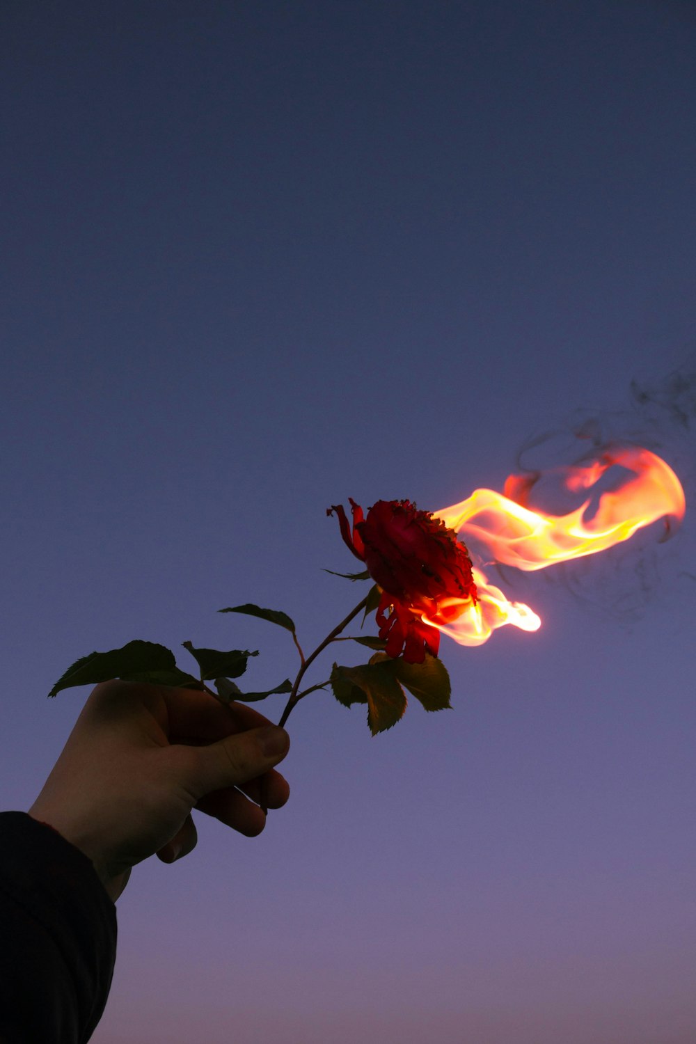 Persona che tiene il fiore rosso durante il tramonto