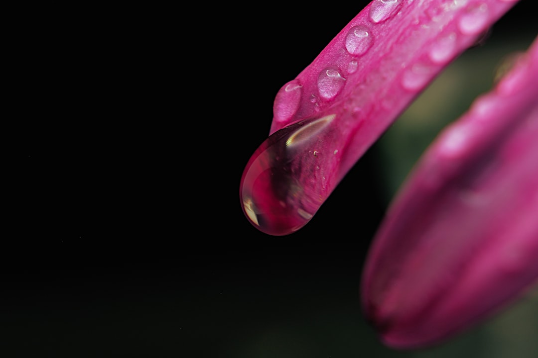 water droplets on purple flower petals