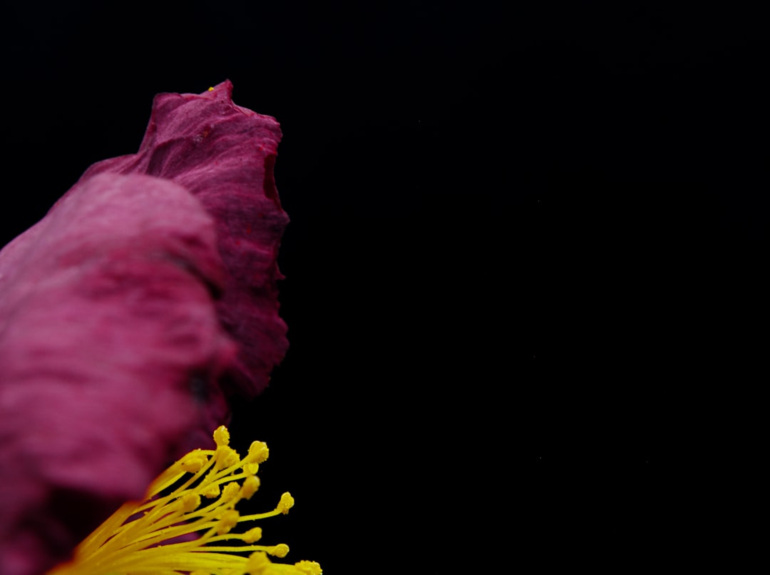 pink flower in black background