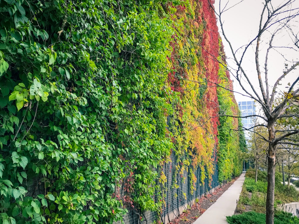 green plants beside gray concrete pathway