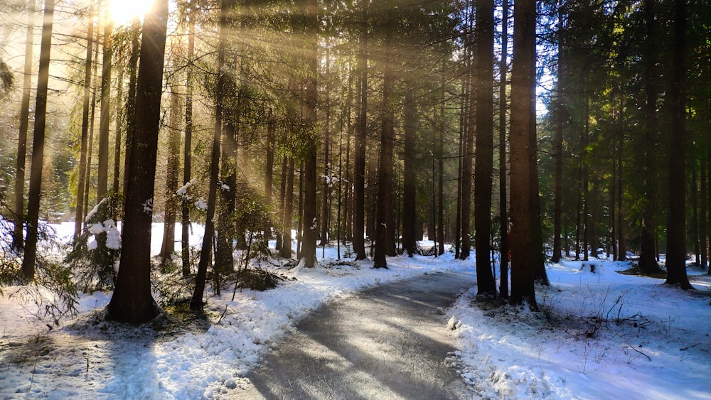 snow covered road between trees during daytime