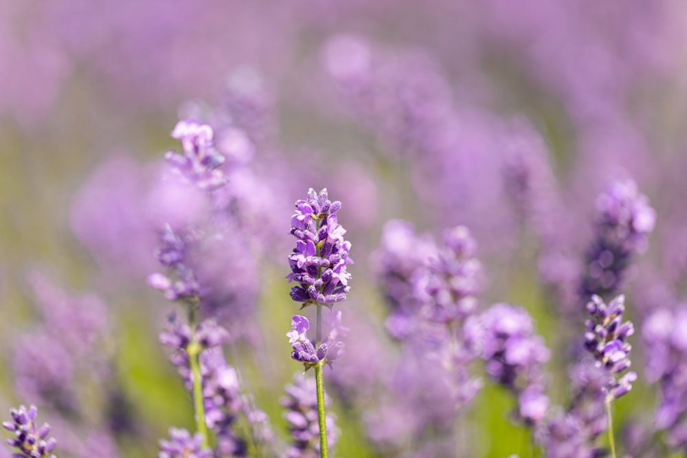 purple flower in tilt shift lens