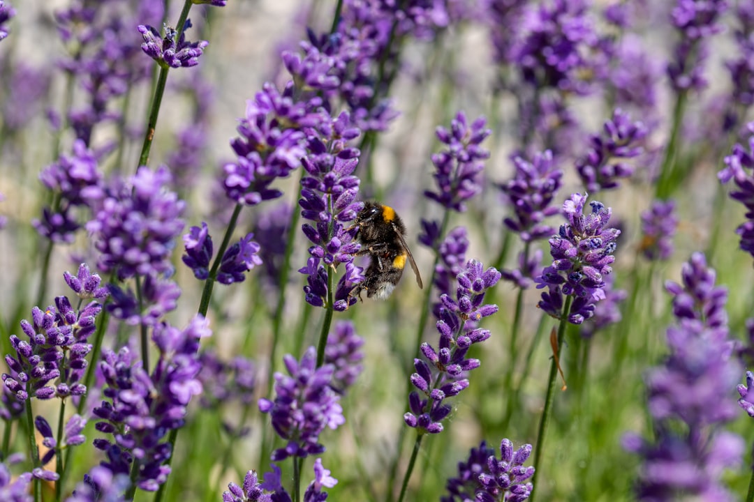 black and yellow bee on purple flower